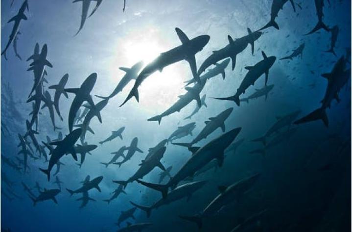 Más de un tercio de las especies de tiburones están bajo amenaza de extinción