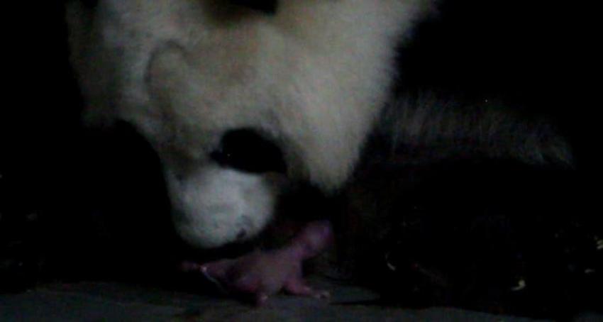 Pequeños, rosados e idénticos: Nacen gemelos de panda gigante en Madrid