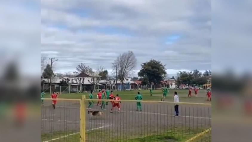 "El 9 que estamos buscando": Golazo de un perro en fútbol amateur chileno da la vuelta al mundo