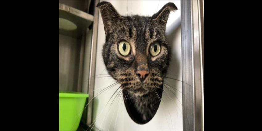 Quedó encerrado en una casa: Gato sobrevive más de un mes y medio sin comida