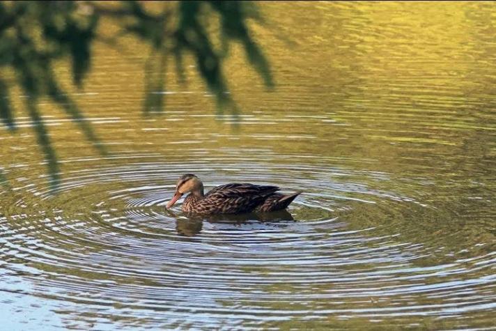 Todo por la ciencia: Graban a pato almizclero australiano que aprendió a insultar como humano