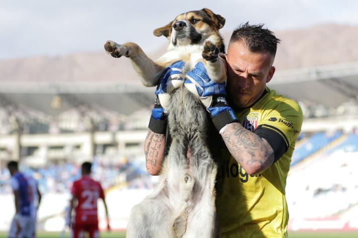 Perrito se roba las miradas en partido entre Antofagasta y Curicó: Fue sacado en brazos