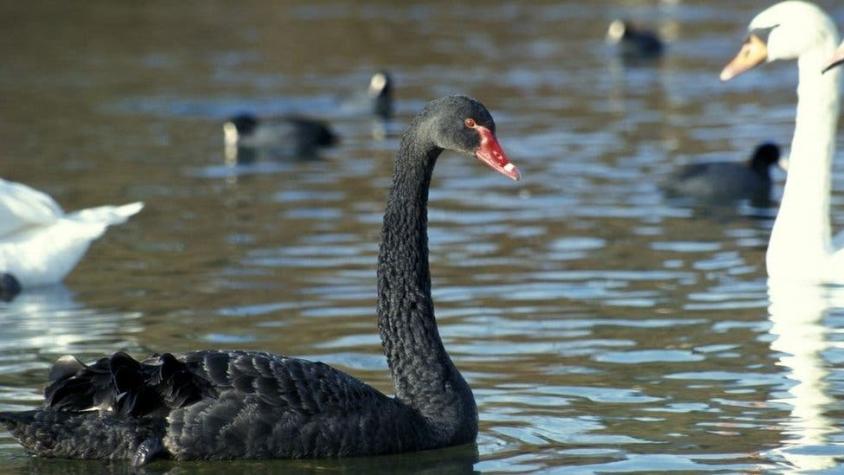 Por qué a los eventos inesperados se les dice "cisnes negros"