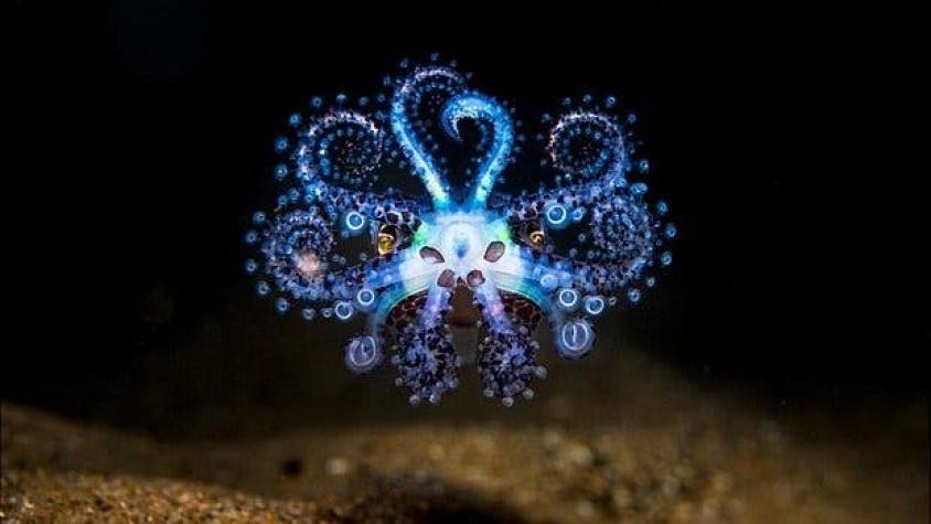 Las impresionantes imágenes del concurso de fotografía oceánica