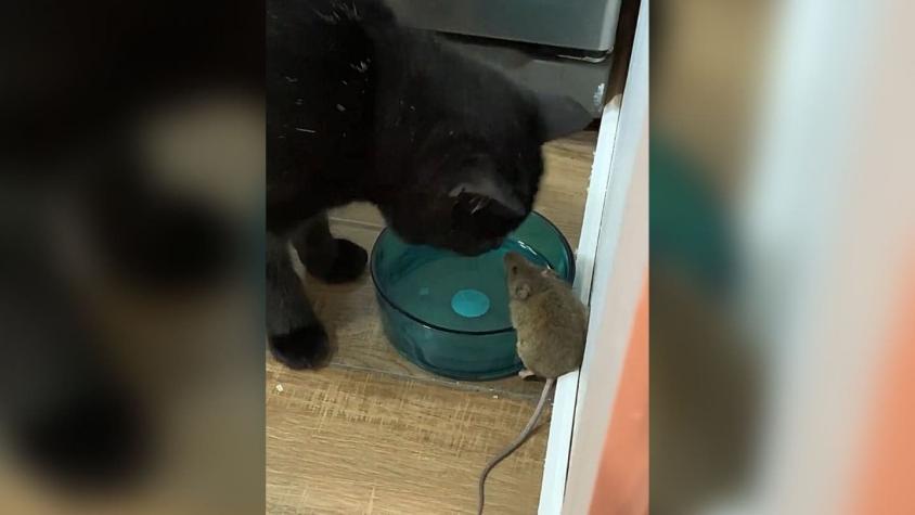 "Le pusimos 'chefsito'": gato se hace viral al beber agua en compañía de un ratón