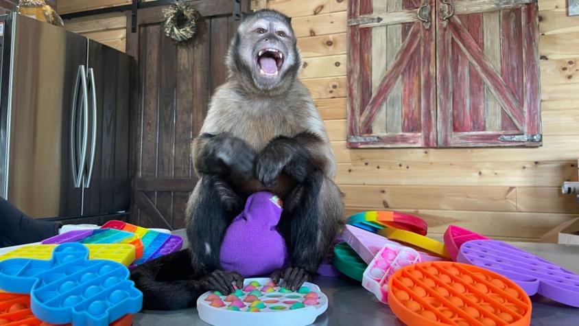 Pop-it: cómo un mono desató la locura por comprar uno de los juguetes más vendidos (y más adictivos)