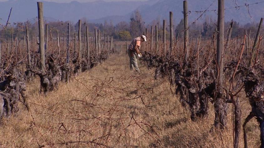 [VIDEO] Las maravillas del Valle de Apalta: Viñas rurales se unen para incentivar el turismo