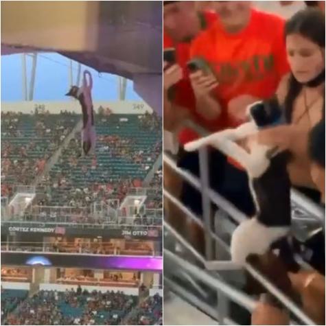 ¡De milagro!: Gato cayó 20 metros desde techo de estadio de fútbol pero fue salvado por el público