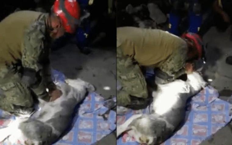 [VIDEO] Militar intentó reanimar a un perro aplastado por derrumbe en México