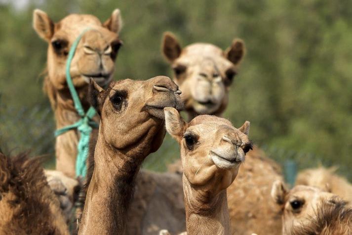 Clonan camellos en Dubái para ganar carreras y concursos de belleza