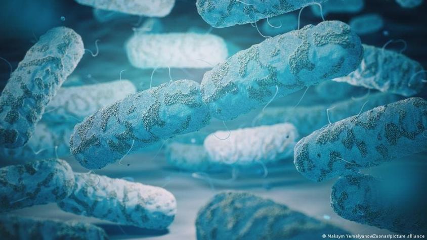 Estudio sostiene que bacterias intestinales estarían acumulando los medicamentos que ingerimos