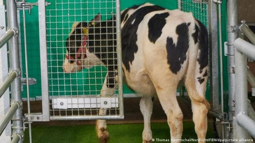 Científicos les enseñan a las vacas a ir al baño para proteger el medio ambiente