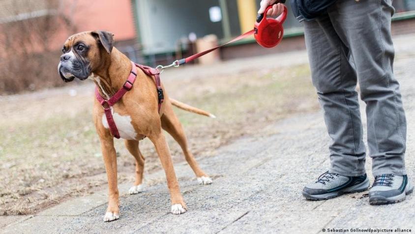 Alemania: Impuesto sobre los perros genera recaudación récord durante la pandemia