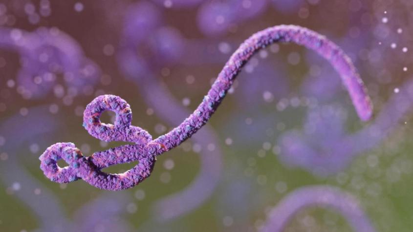 El virus del Ébola puede activarse en un superviviente años después del contagio