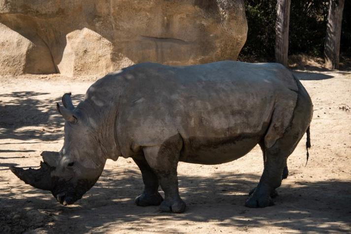 Una rinoceronte hembra muere en una zoo de Holanda cuando intentaban aparearla
