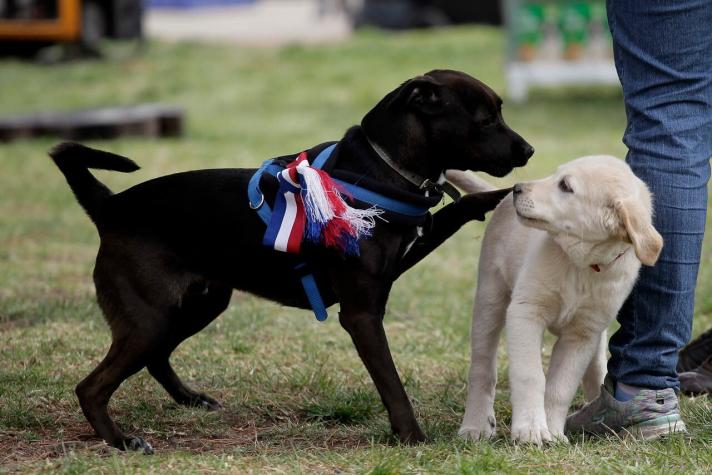 Veterinarios entregan 10 consejos para evitar que su mascota se enferme en las Fiestas Patrias