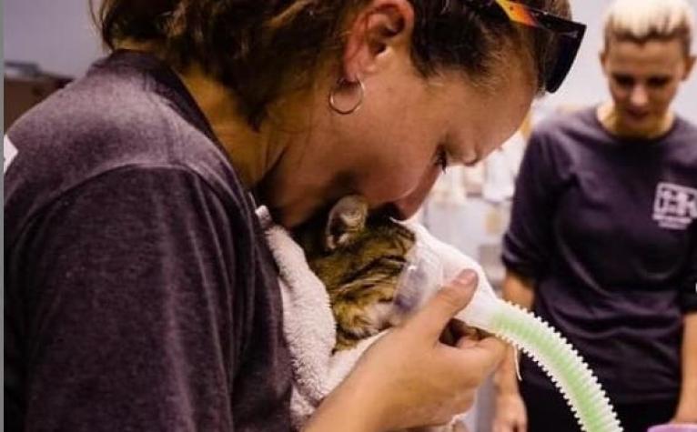 13 gatos mueren en incendio en refugio de animales en EEUU: Todos los perros lograron ser rescatados
