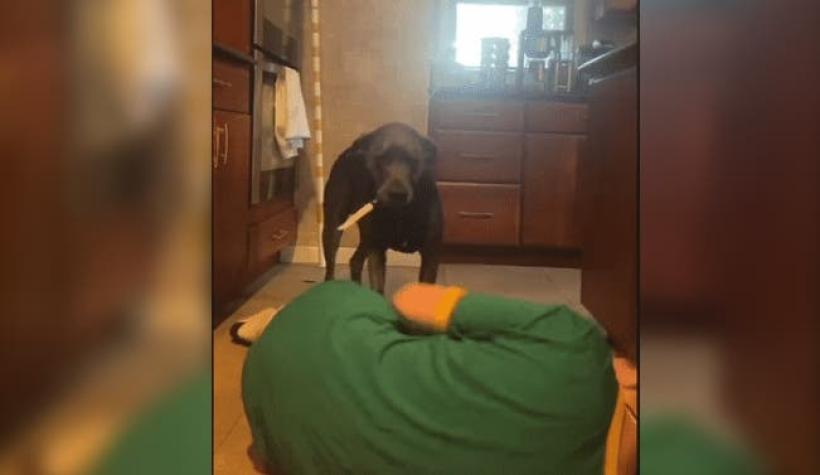 [VIDEO] Joven se hizo la muerta para ver la reacción de su perro: La mascota tomó un cuchillo