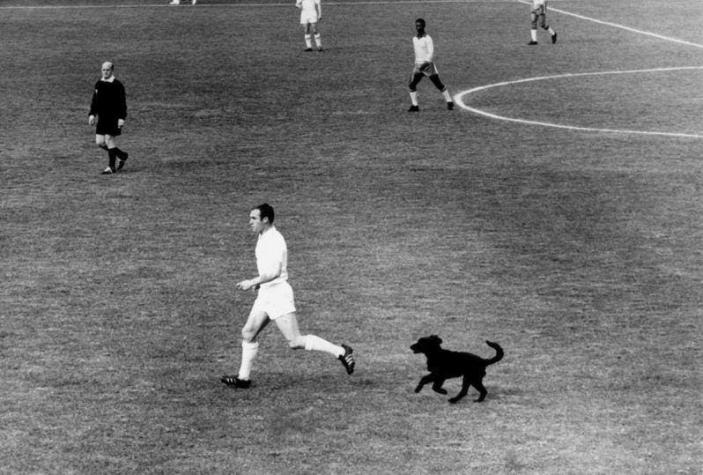 Muere Jimmy Greaves: El día en que un perro de Viña del Mar orinó a la leyenda del fútbol inglés Muere Jimmy Greaves: El día en que un perro de Viña del Mar orinó a la leyenda del fútbol inglés