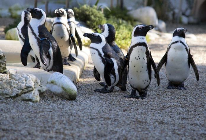 Más de 60 pingüinos mueren en Sudáfrica a causa de picaduras de abeja