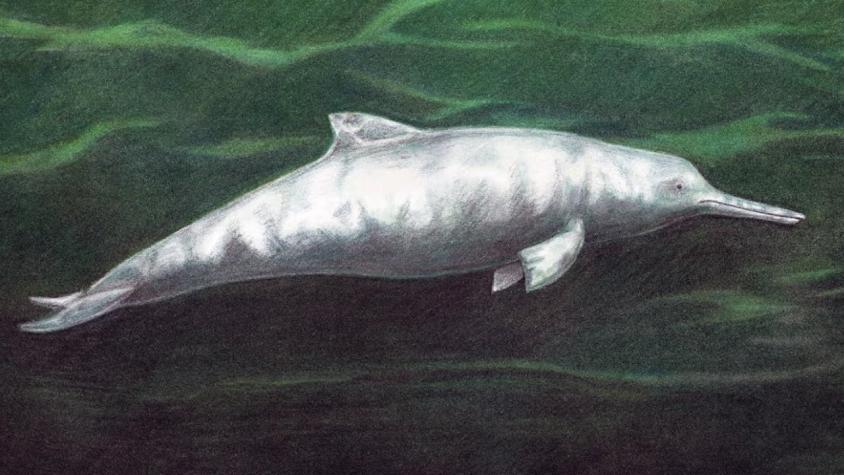 Descubren nueva especie de delfín que vivió hace 7 millones de años