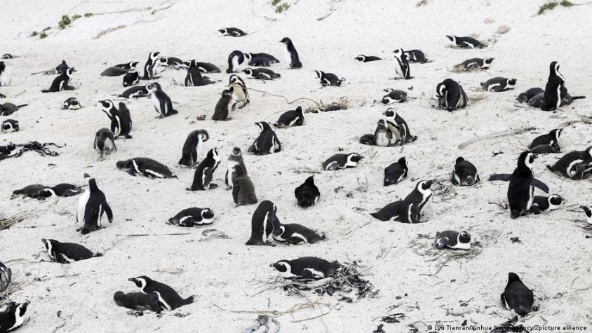 Enjambre de abejas mata a 64 pingüinos en peligro de extinción en Sudáfrica