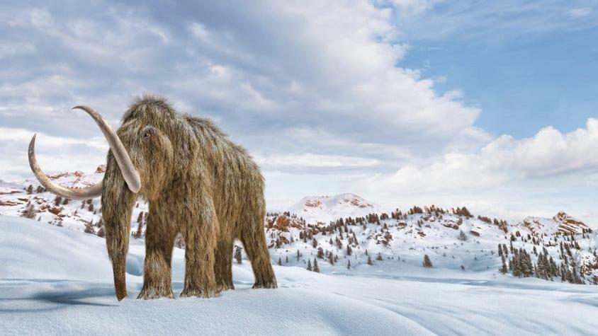 Cambio climático: los científicos que quieren "resucitar" mamuts para salvar el planeta
