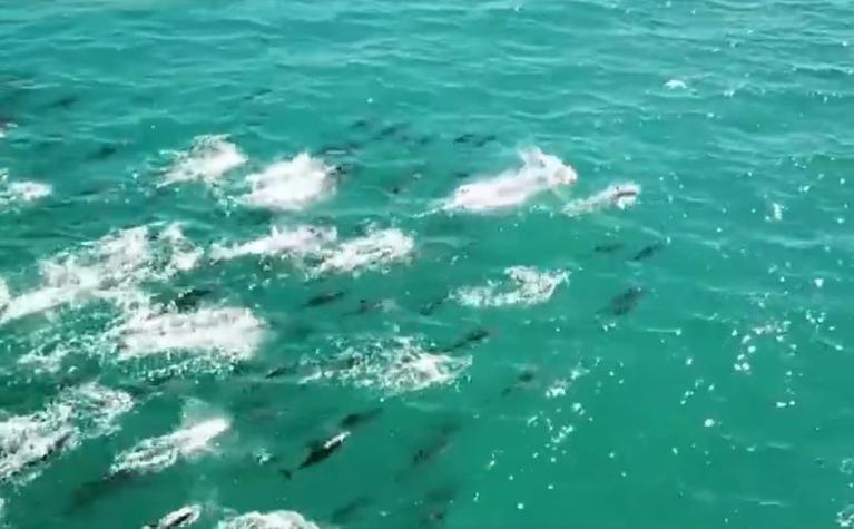 Hallan muertos a 15 delfines en playa de Argentina: drone capta el momento en que huían de orcas