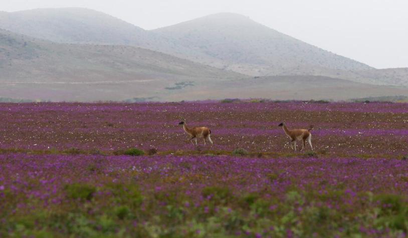 Agricultura participará en proyecto piloto para que desierto florido en Atacama ocurra cada año