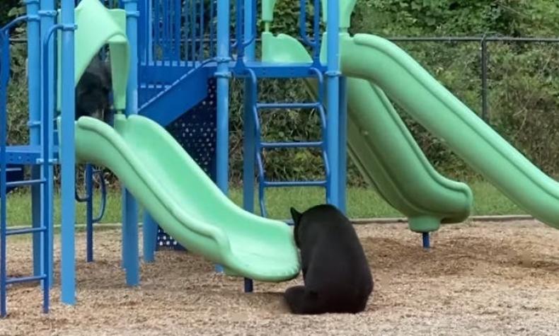 [VIDEO] Madre osa le enseña a su cachorro a deslizarse por el resbalin de una escuela