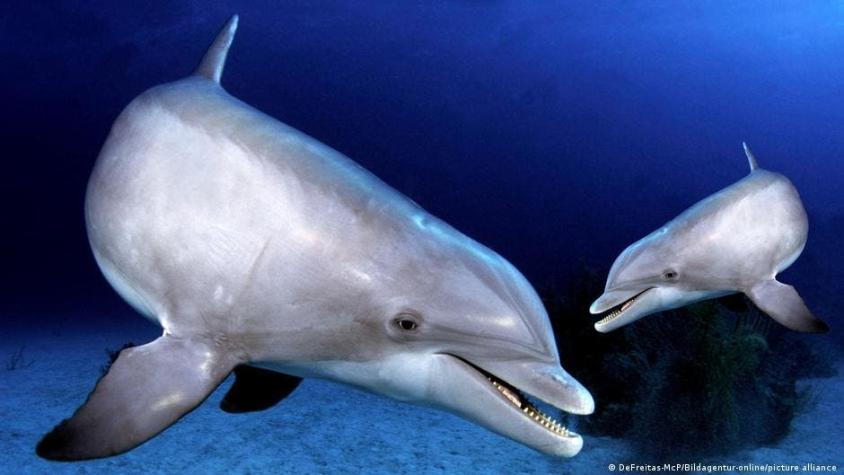 Estudio explica cómo los delfines lograron adaptar su esperma para reproducirse en el agua