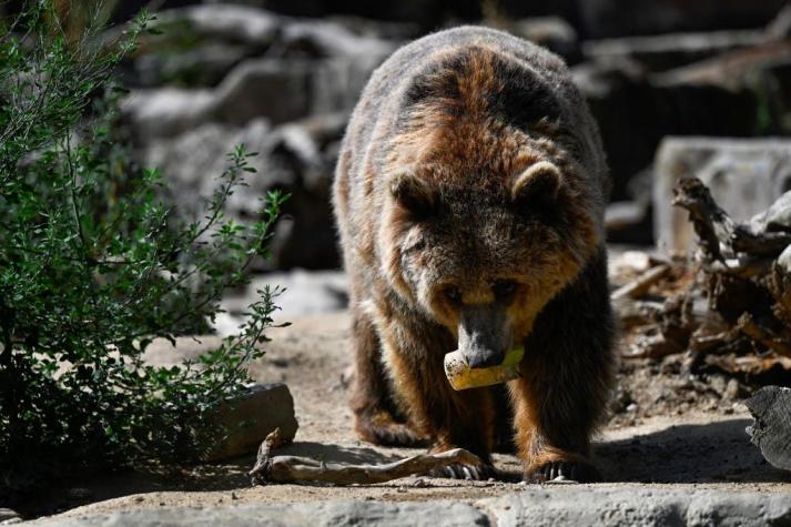 Región japonesa quiere evitar ataques de osos a ritmo de rock