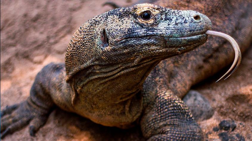 El dragón de Komodo está en peligro de extinción debido al cambio climático