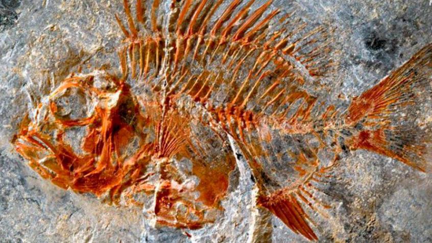 Descubren una especie de pez extinta hace 95 millones de años