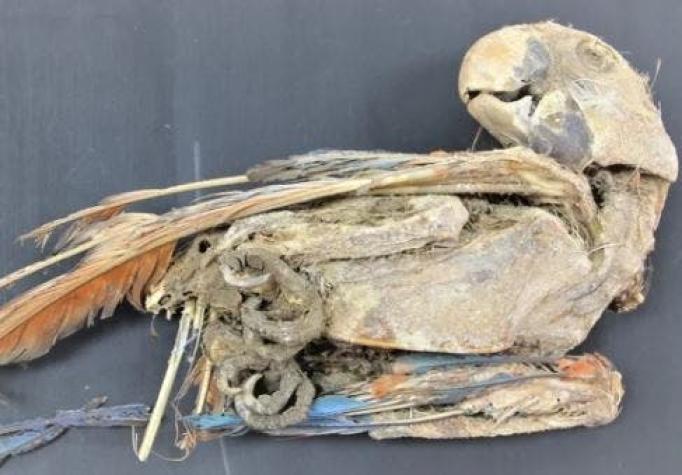 El oscuro secreto que guardan las aves momificadas del desierto de Atacama