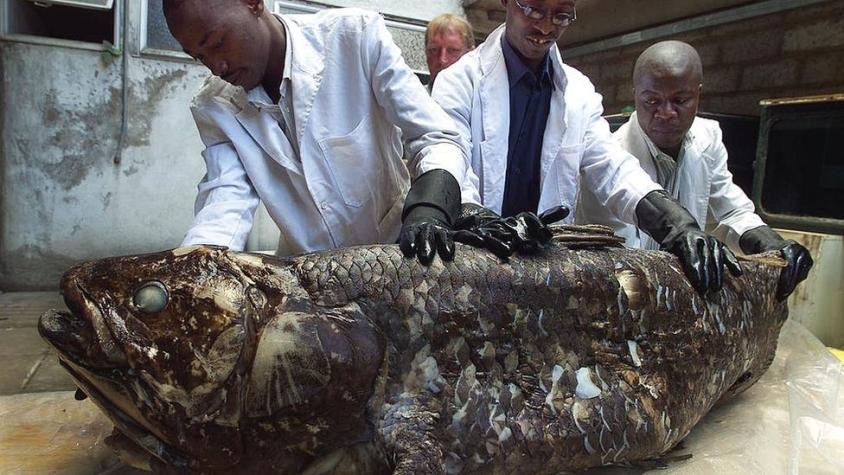 Celacanto: el pez que es considerado un "fósil viviente" y puede vivir hasta 100 años