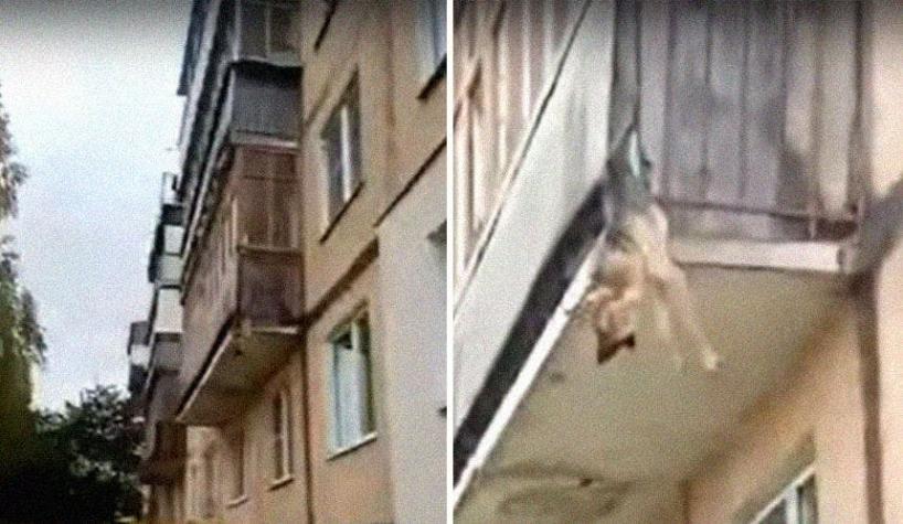 [VIDEO] Rescatan una perrita colgando de un balcón: estaba escapando de su dueño abusivo