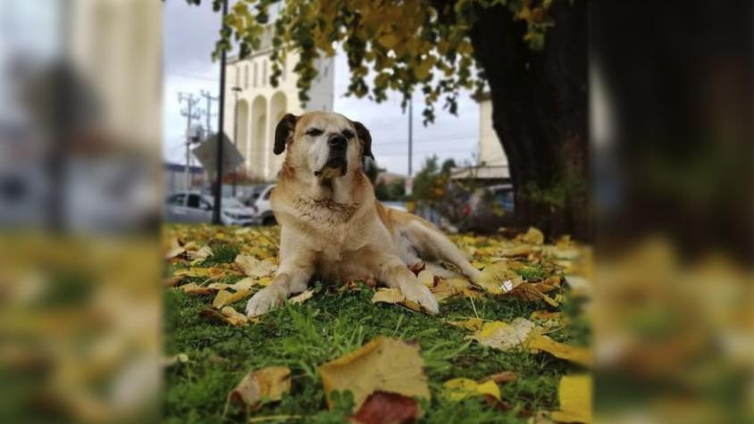 Osorno: Inauguran veterinaria pública en honor a perrito callejero "Don Luis Apolo"