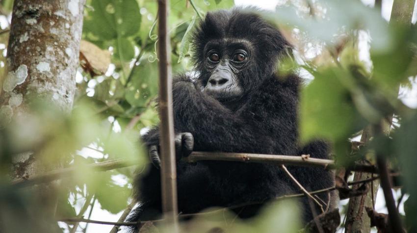 Muere una gorila famosa del parque de Virunga en la República Democrática del Congo