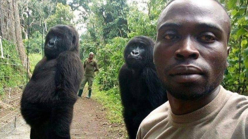 Ndakasi: la trágica muerte de la gorila que se volvió famosa por una selfie con un guardabosques