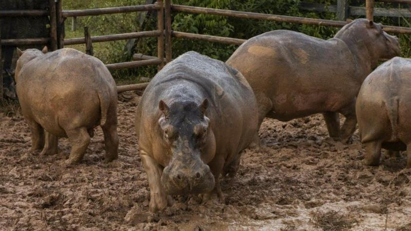 Esterilizan 24 hipopótamos en Colombia, legado insólito de Pablo Escobar
