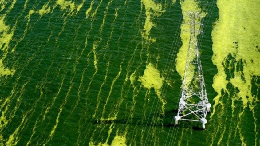 Las imágenes de satélite que muestran cómo el lago Maracaibo se está volviendo verde