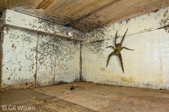 ¡Del terror! Hombre encuentra araña del porte de una mano y sus crías bajo su cama