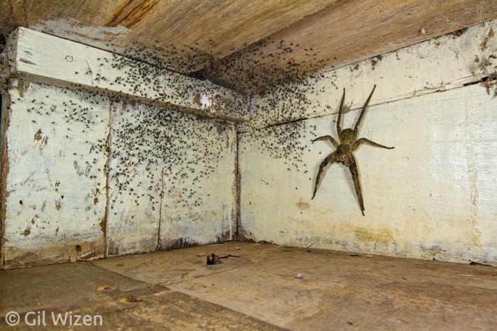 ¡Del terror! Hombre encuentra araña del porte de una mano y sus crías bajo su cama ¡Del terror! Hombre encuentra araña del porte de una mano y sus crías bajo su cama