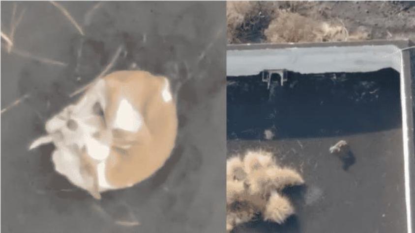Drones intentarán rescatar a los perros atrapados entre ríos de lava de volcán en España