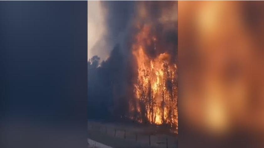 Incendio de gran escala se registra en Panquehue: Ya ha consumido cinco hectáreas