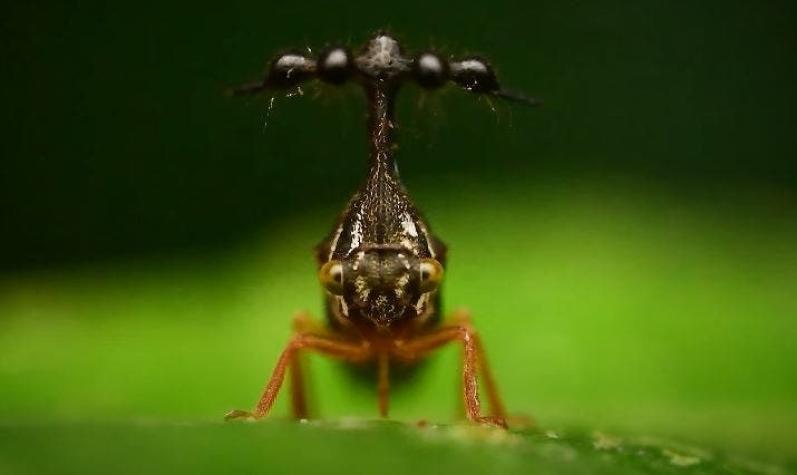 [FOTO  Y VIDEO] Así es el “Saltamontes brasileño”: el insecto extraterrestre