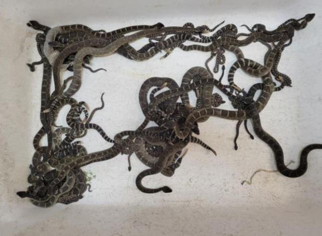 [FOTO] EE.UU.: Encuentran cerca de 90 serpientes de cascabel enredadas bajo una casa