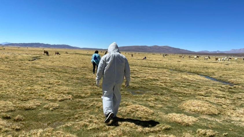 Mujer migrante muere en cercanías de la frontera de Chile con Bolivia