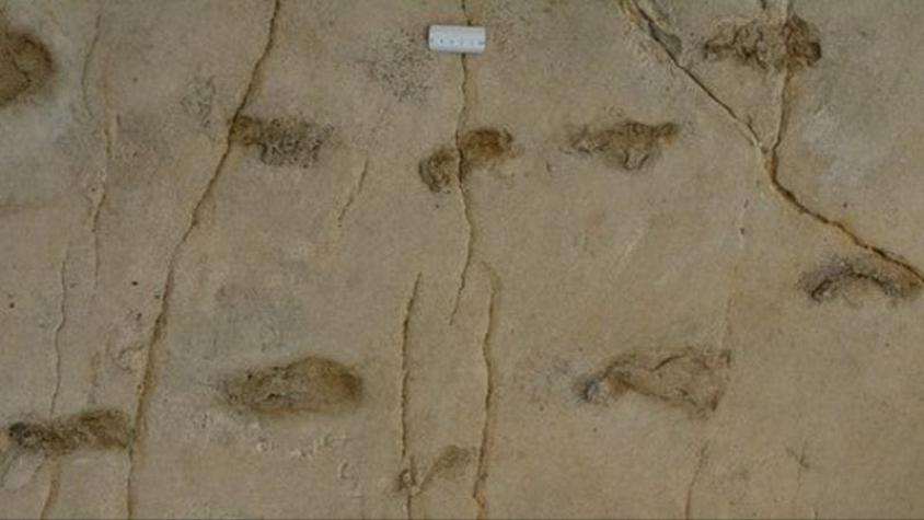 Huellas de Trachilos: la evidencia fósil que desafía los orígenes de la humanidad